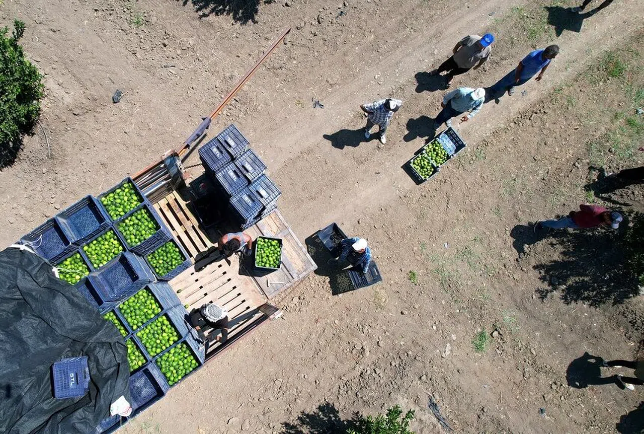Adana'da limonun fiyatını düşürecek hasat başladı