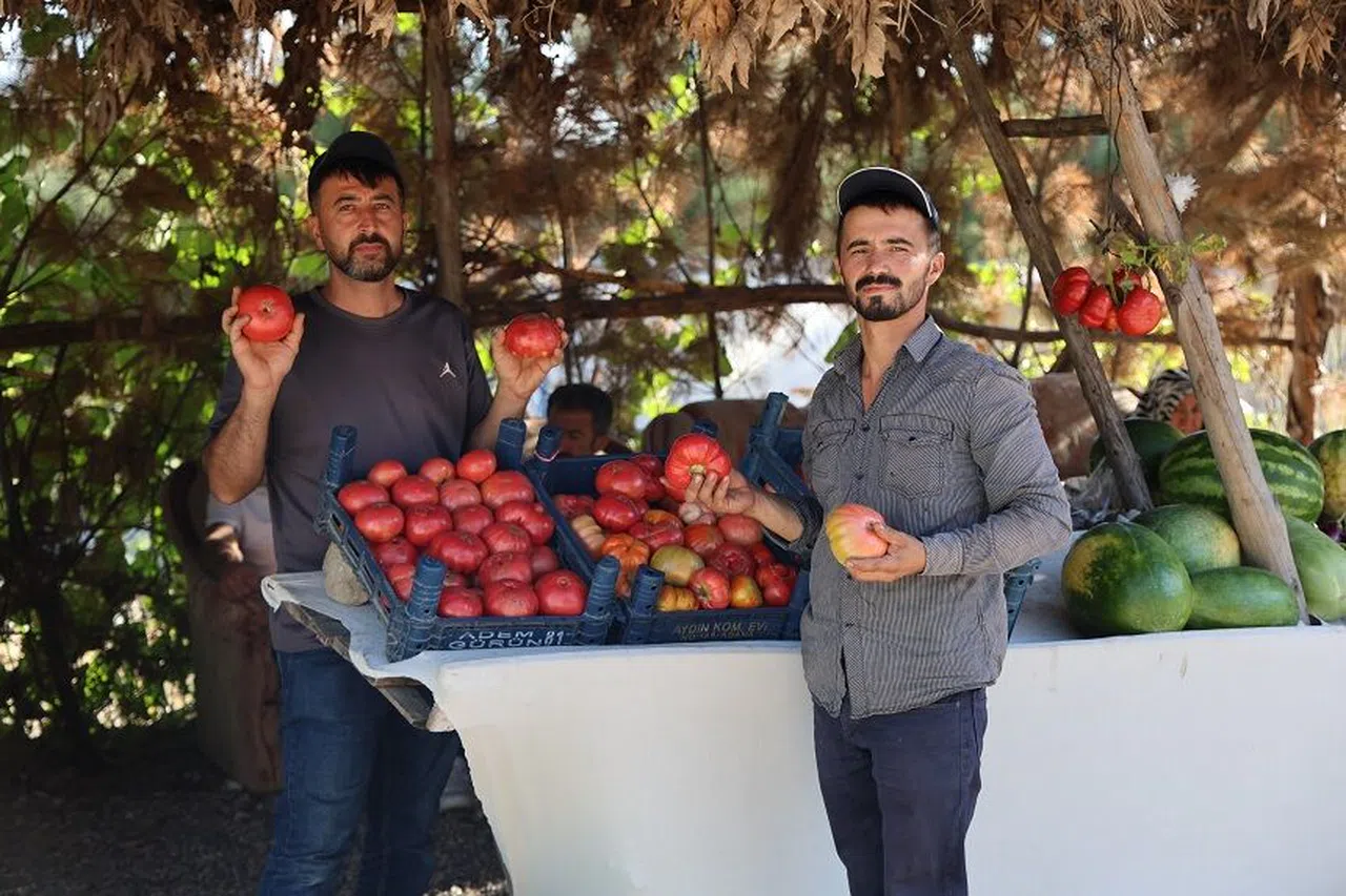 Kahramanmaraş’ta At ve katırlarla domates hasadı