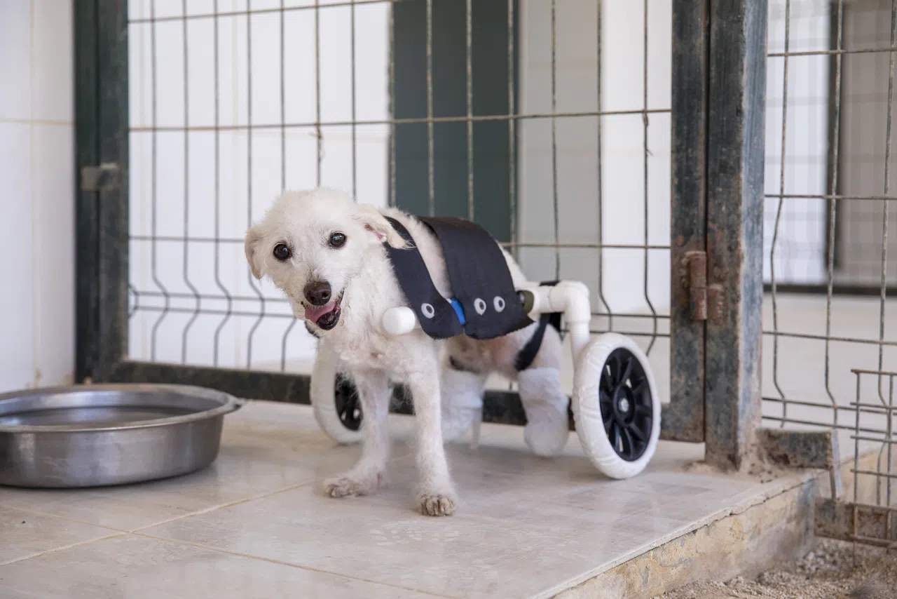 Arka ayakları kesilmiş halde bulunan köpek yürüteçle yürümeye başladı