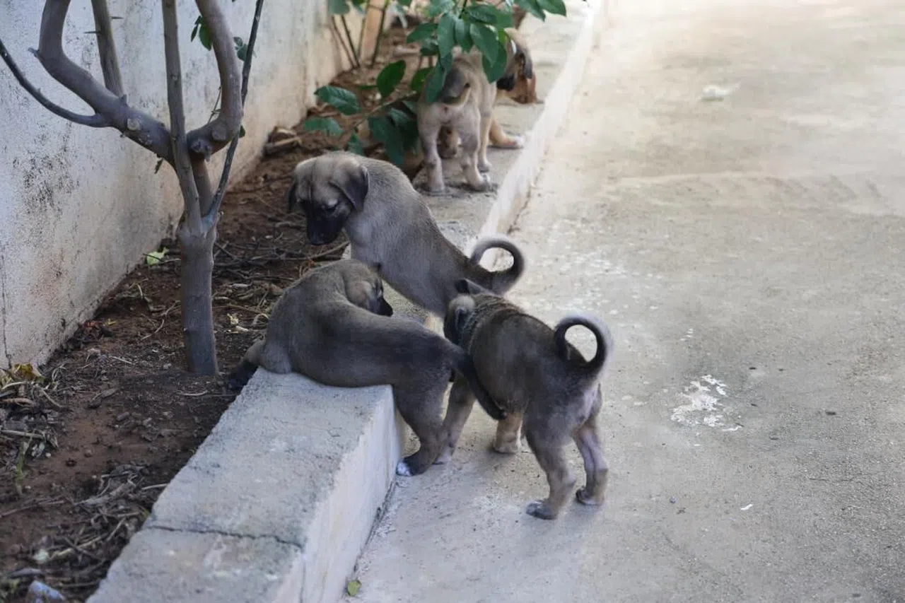 2 duvar arasında ölümü bekleyen yavru köpekleri yaşama tutundurdular
