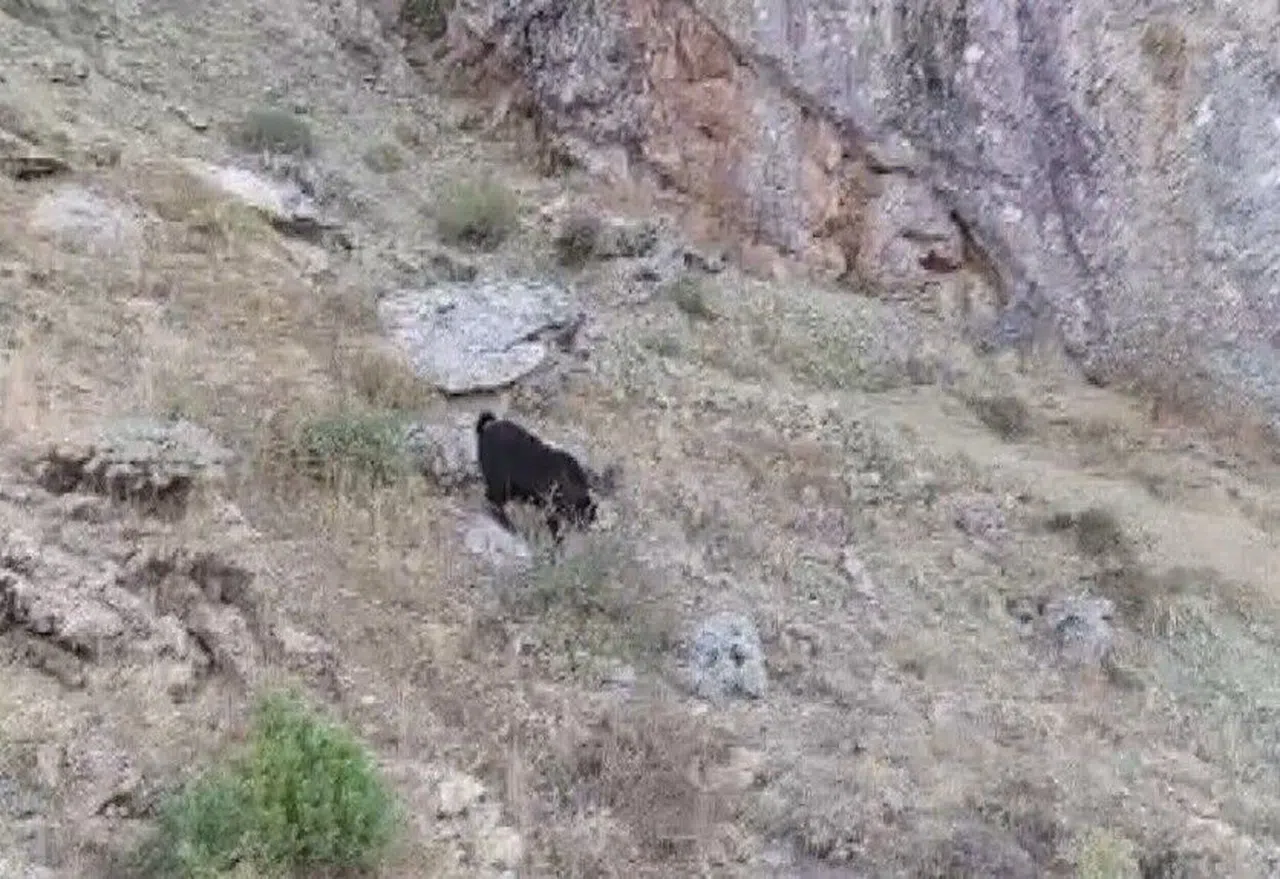 Kayalıklarda mahsur kalan keçiler kurtarıldI