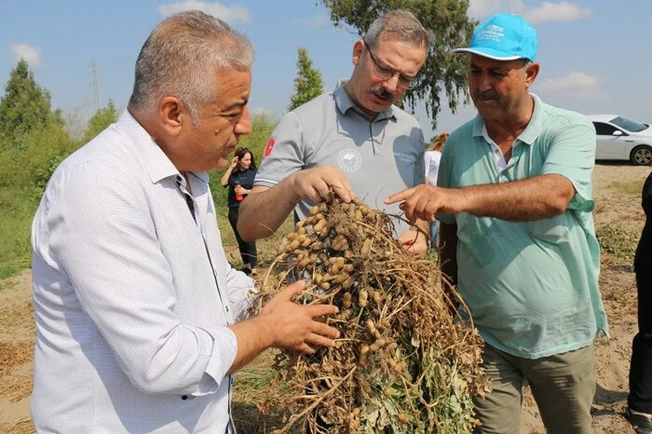 Adana Tarım ve Orman İl Müdürü Kökçüoğlu: "Yer fıstığının Türkiye genelindeki üretiminin yüzde 50'si ilimizde yetiştiril
