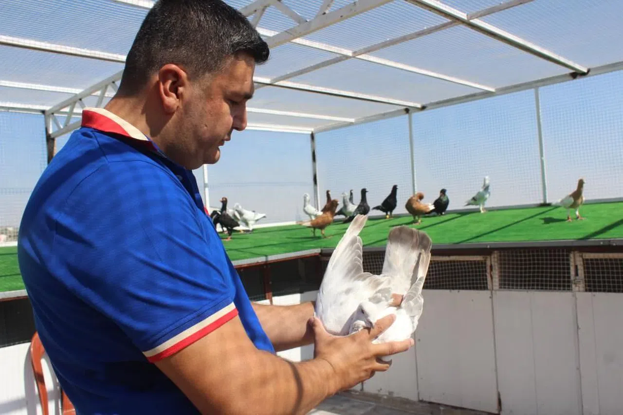 Otomobil fiyatına güvercin satıyor