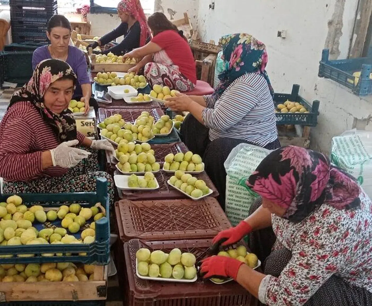 Mersin'de Mut beyaz incir altın yılını yaşıyor