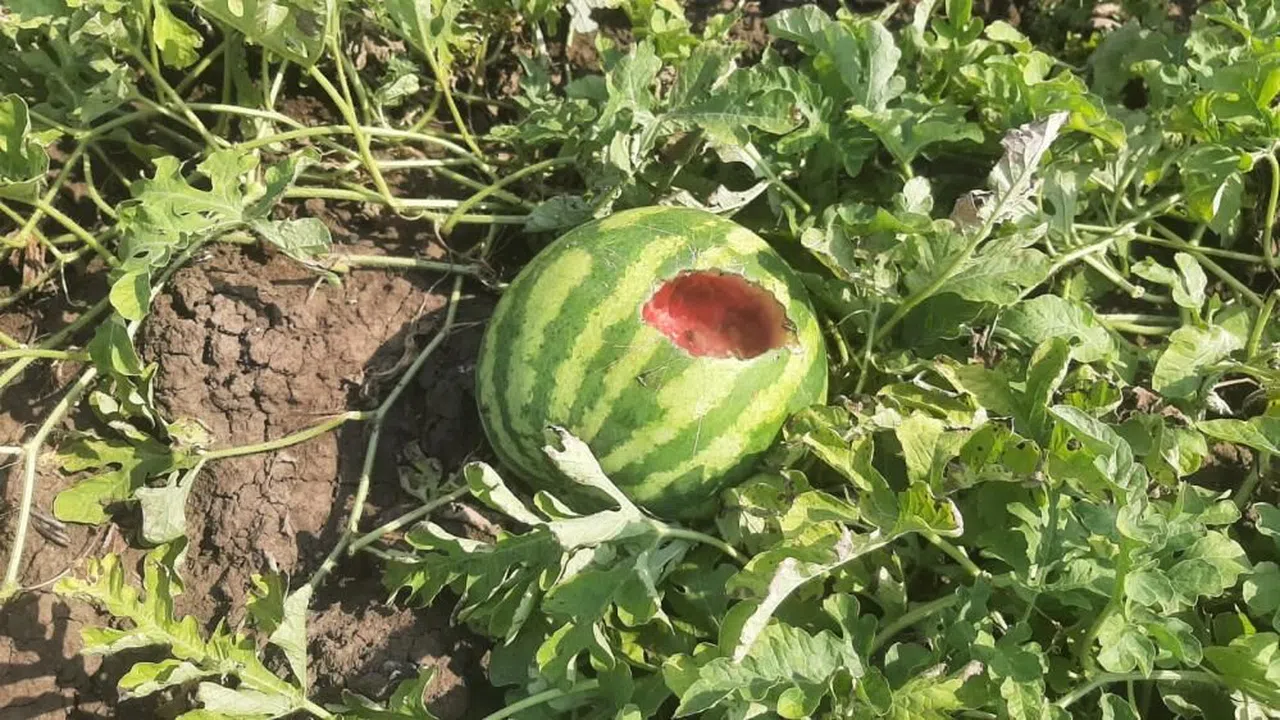 Karpuz tarlasını hasat etmeye giden çiftçiye ‘Karga’ şoku