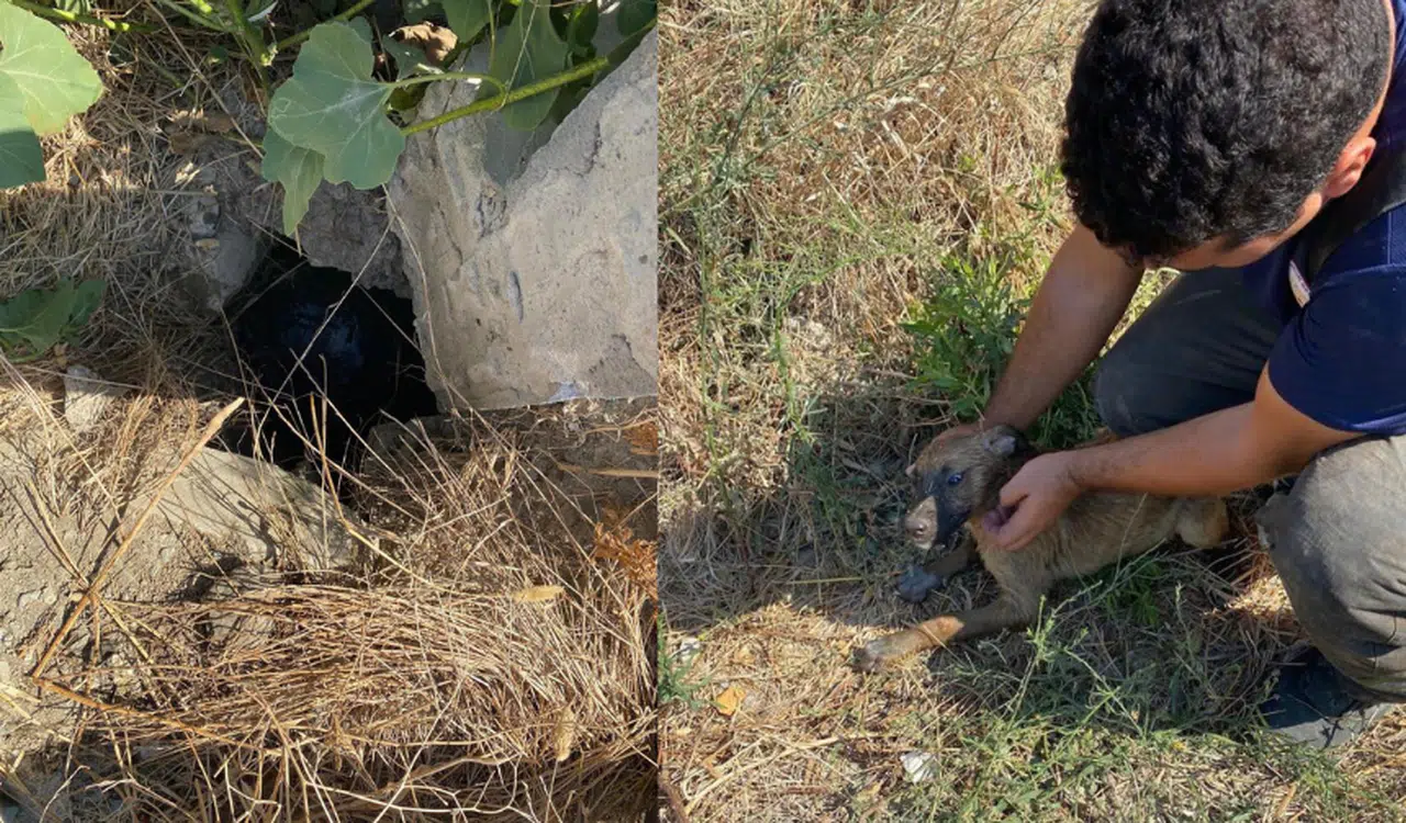 Kuyuya düşen yavru köpeği itfaiye kurtardı