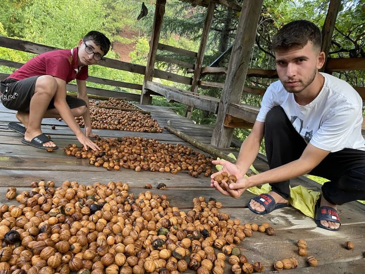 ceviz hasadı başladı