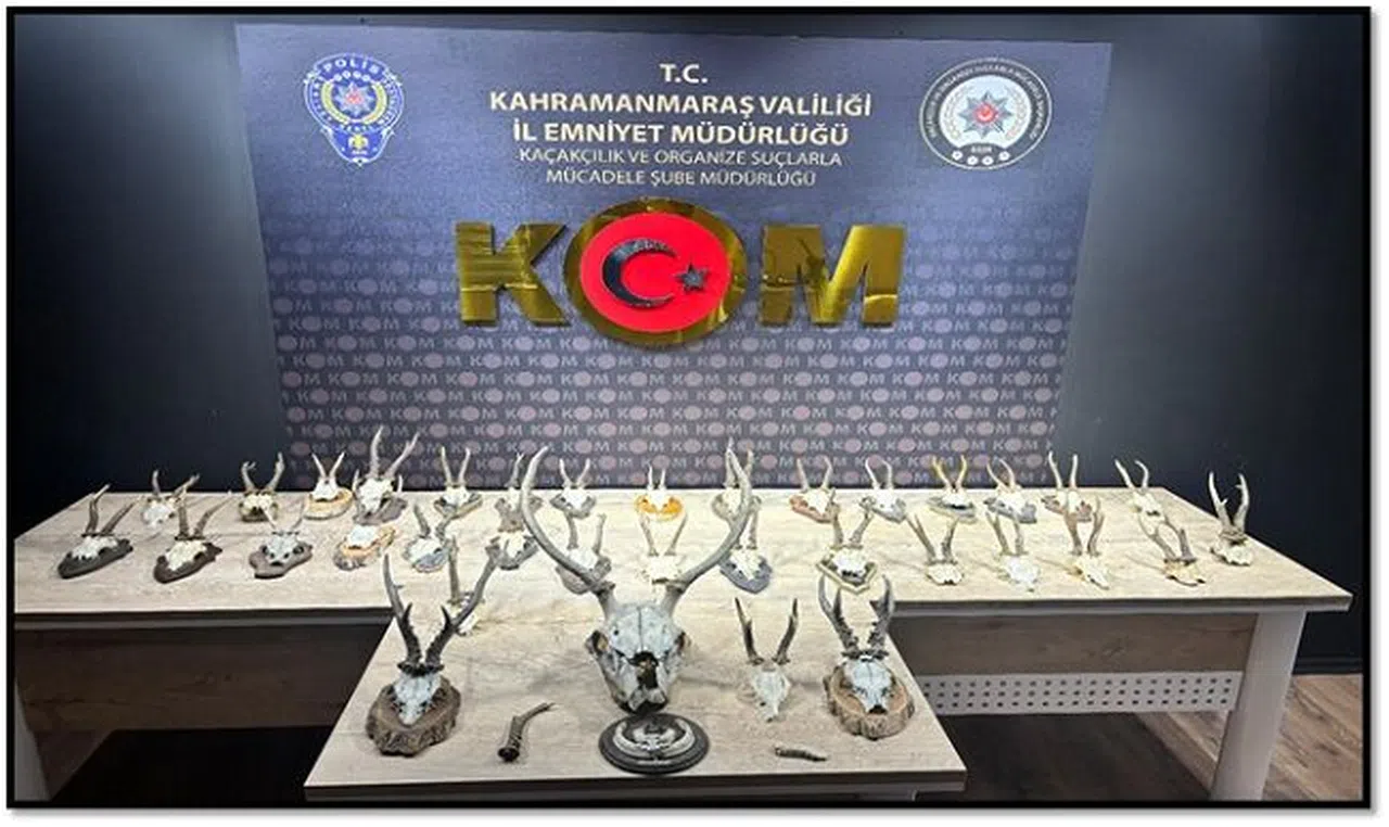 Kahramanmaraş’ta geyik ve karaca kafatası ele geçirildi