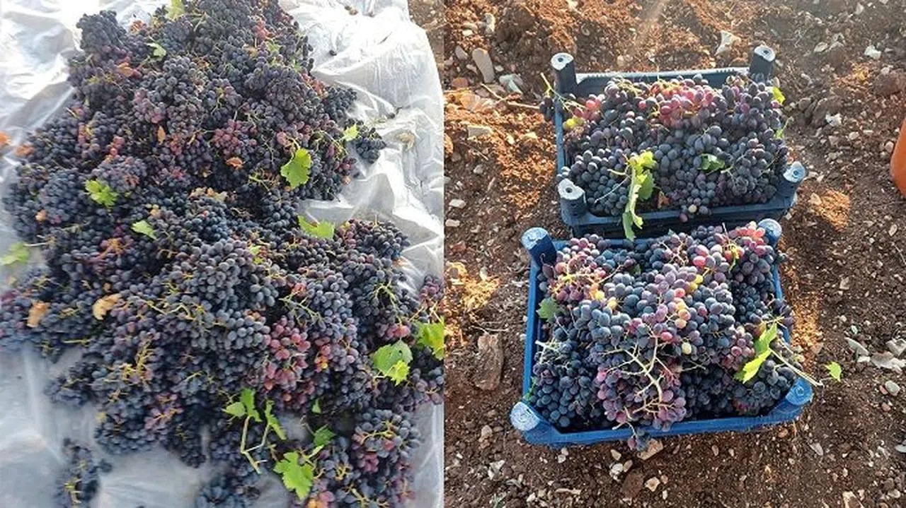 Pazarcık’ta yetişen üzümlerde hasat dönemi