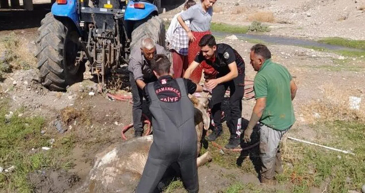 Bataklığa saplanan büyükbaşı itfaiye kurtardı
