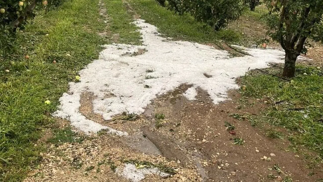 Etkili olan dolu meyve bahçelerine zarar verdi