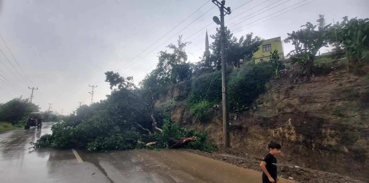 Aşırı fırtına ağaç devirdi
