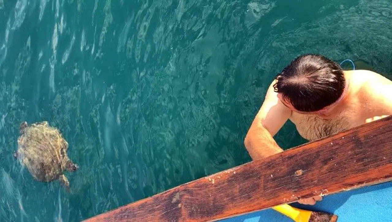 Dev carretta caretta ile 1,5 saat yüzdüler