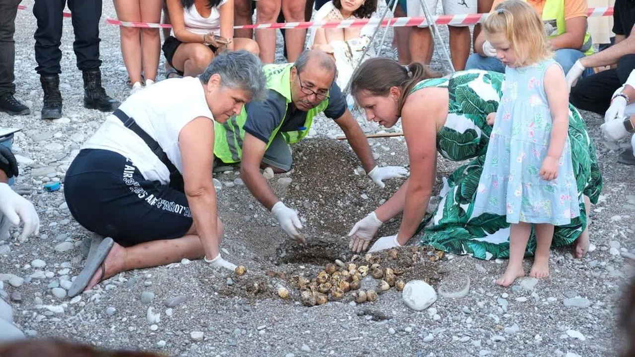 Çıralı'da caretta caretta rekoru