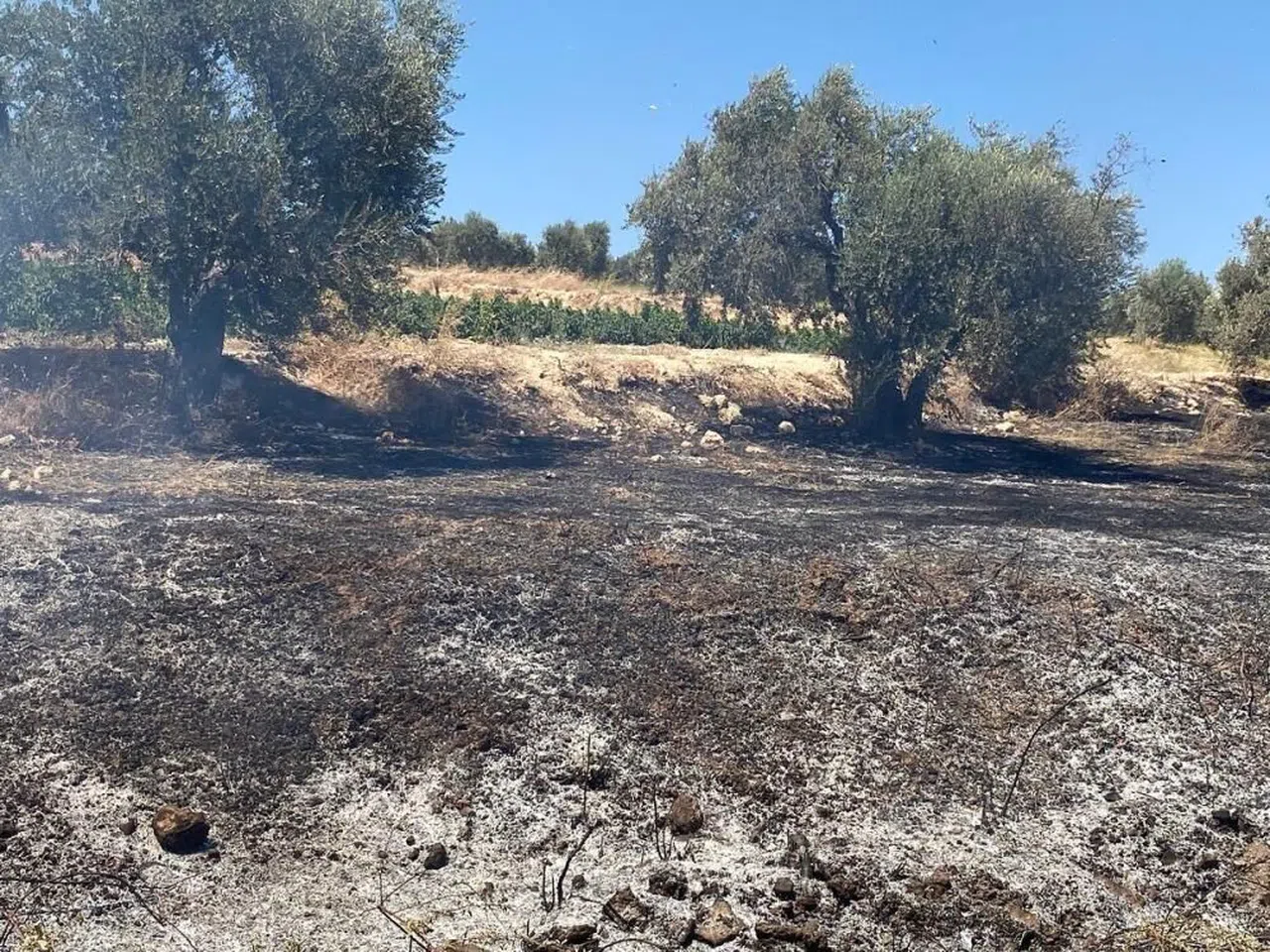 Zeytinlik alanda çıkan yangın söndürüldü