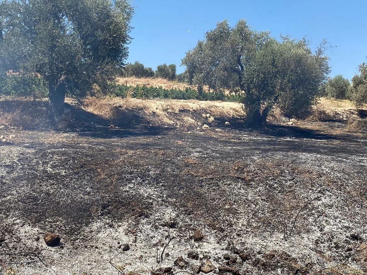 Hatay’da zeytinlik alanda çıkan yangın söndürüldü