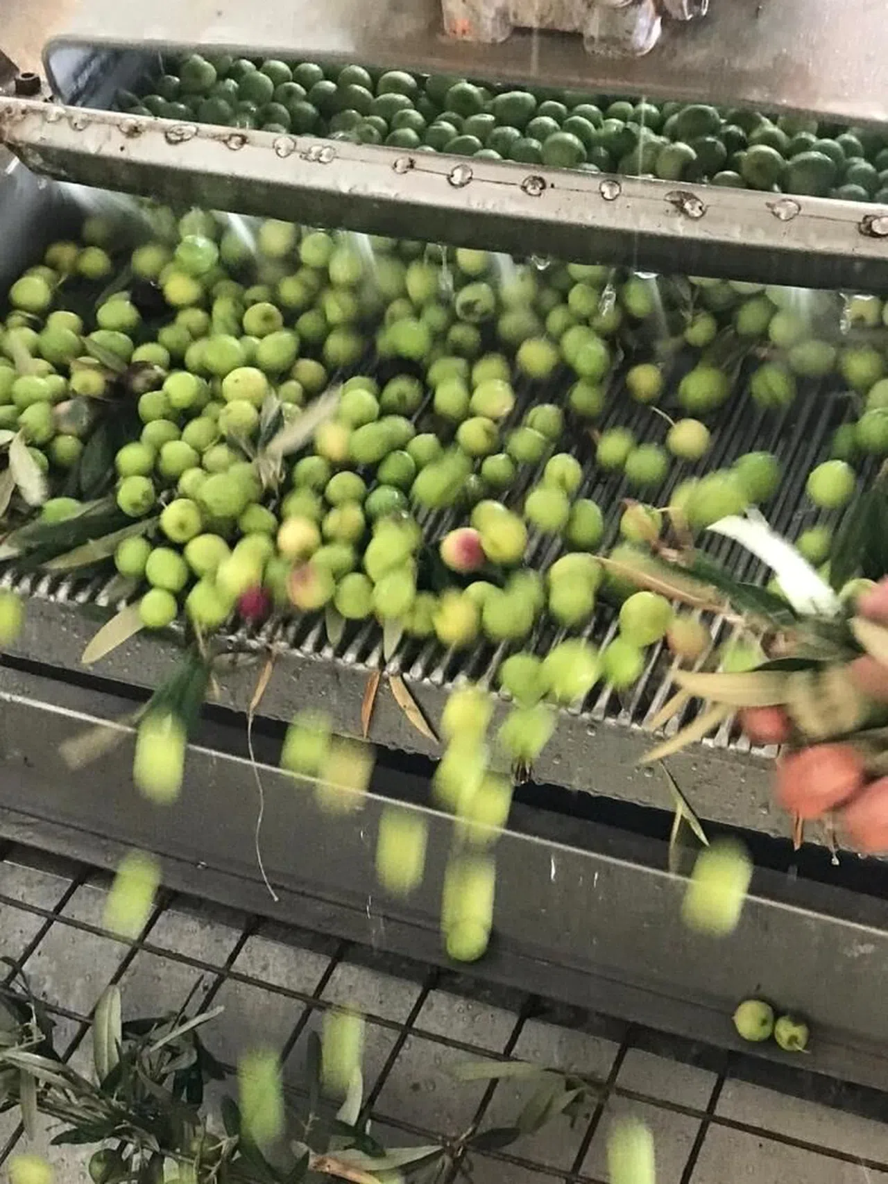 Zeytin üreticilerine erken hasat uyarısı