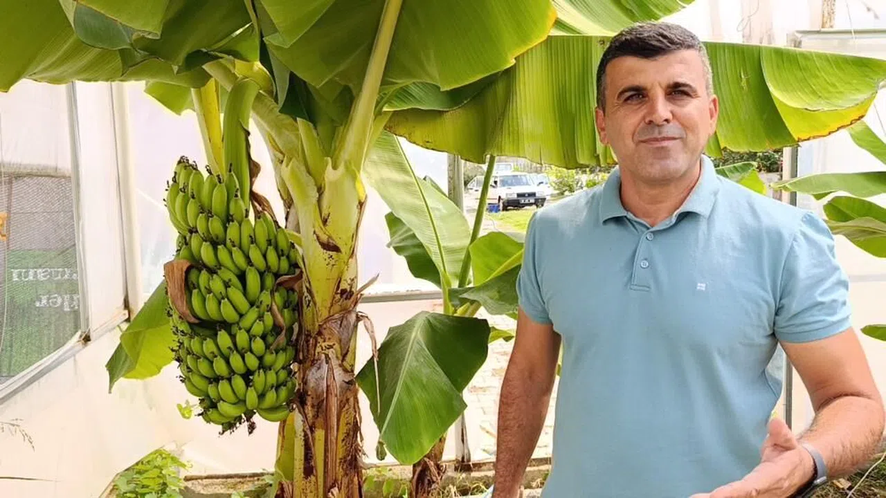 Hobi bahçesinde zeytin ve muz hasadı