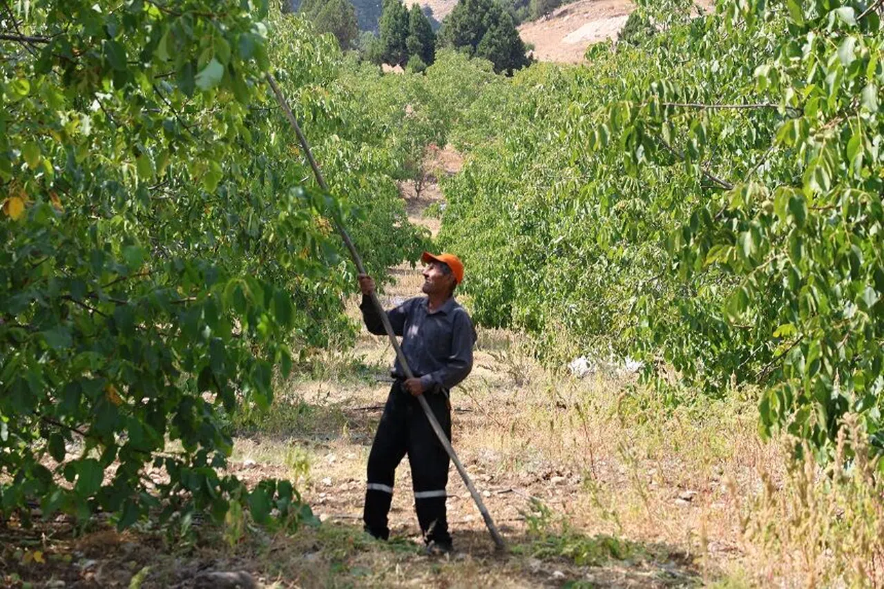 Kahramanmaraş'ta Bu köyün cevizi Amerika ve Avrupa'ya gönderiliyor