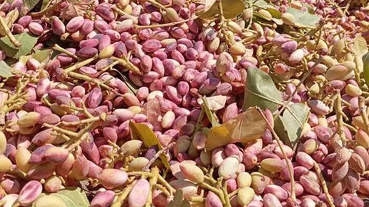 Ekinözü’nde Antep Fıstıkları Hasadı Başladı