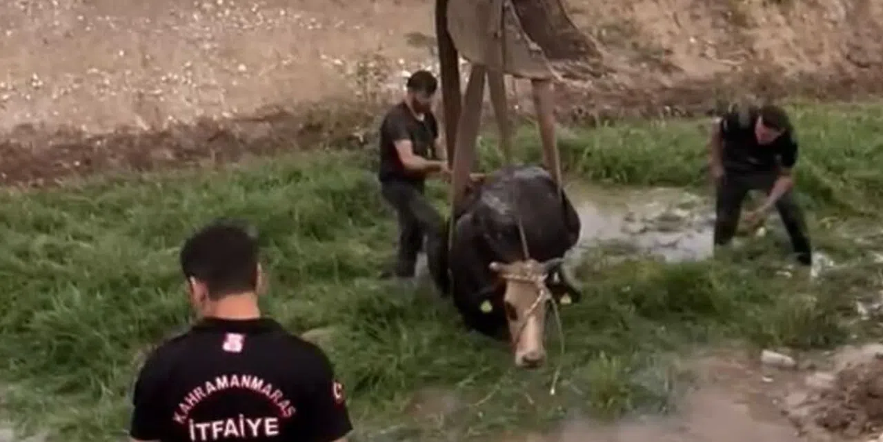 Bataklığa saplanan ineği itfaiye kurtardı