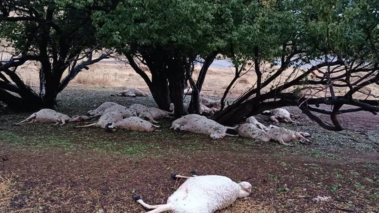 Hayvanları otlatan çobana yıldırım isabet etti