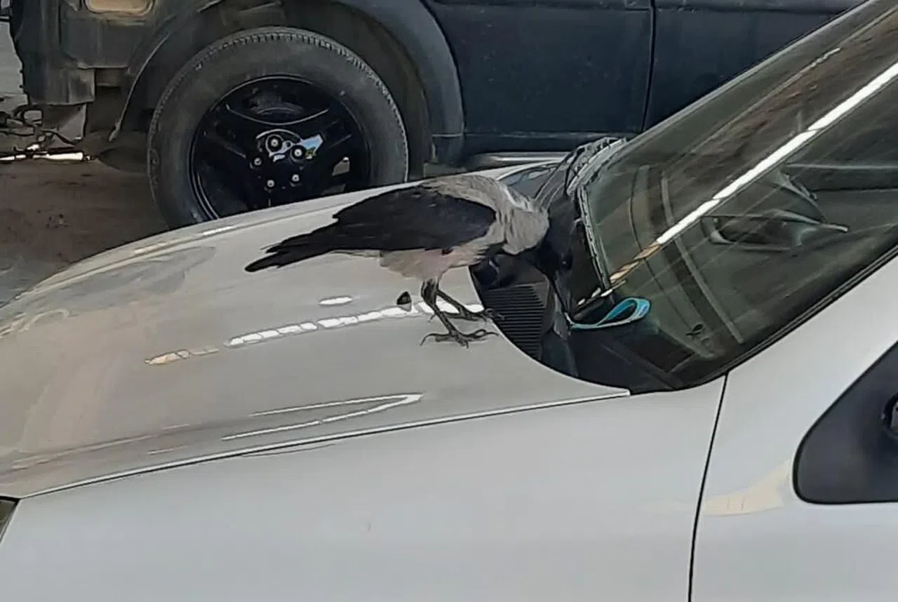 Karga, otomobilin anahtarını çaldı