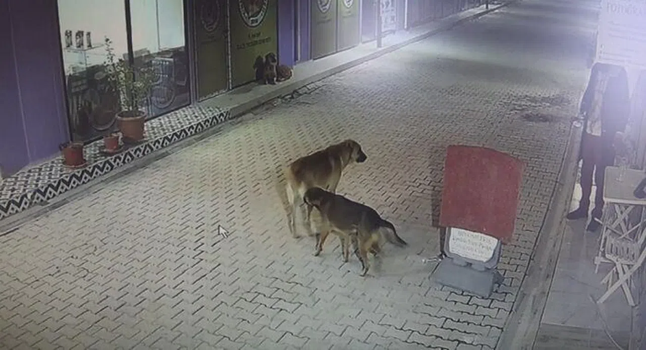 Akılalmaz Olay: İş Yerinin Kapısını Açıp Kedileri Köpeklere Parçalattı