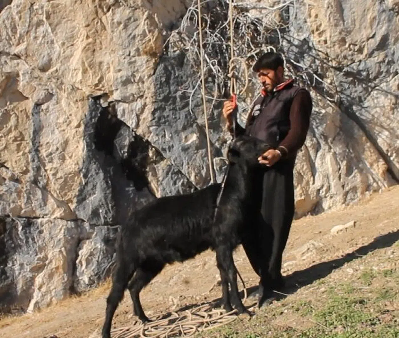 Kayalıklarda Mahsur Kalan 4 Keçi Kurtarıldı