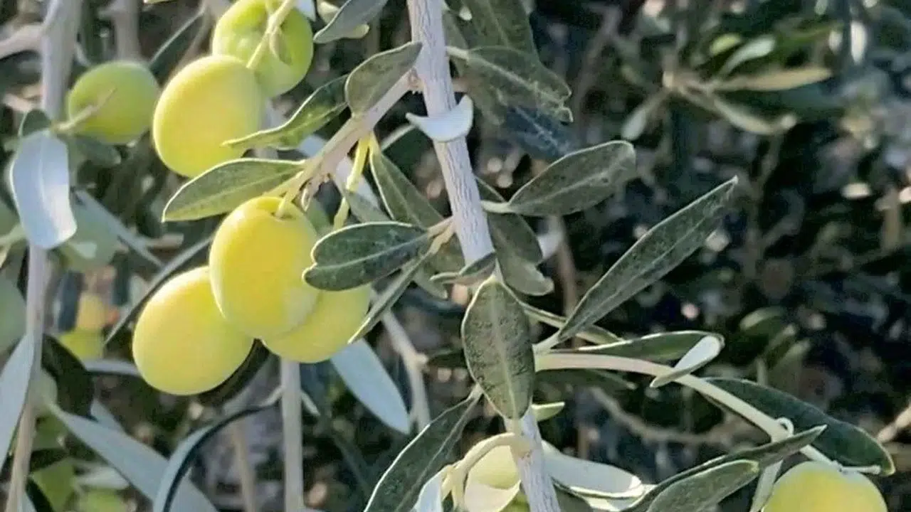 Bahçeden sofralara zeytinyağı yolculuğu başladı