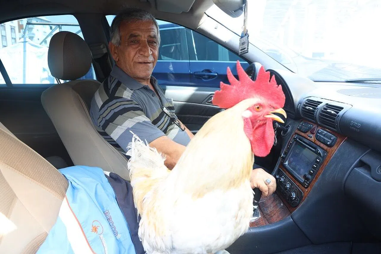 “Bu horoz otogarın maskotu oldu”
