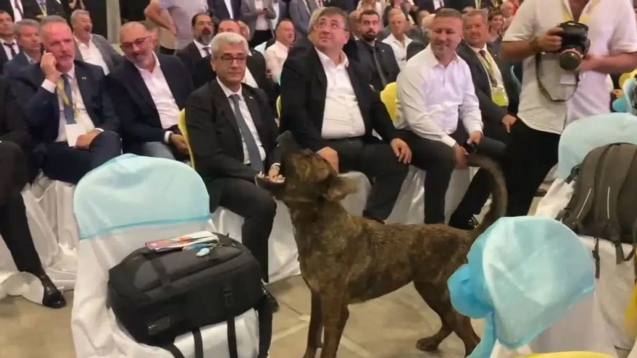 Fuar alanına girip dron kovalayan köpek gülümsetti
