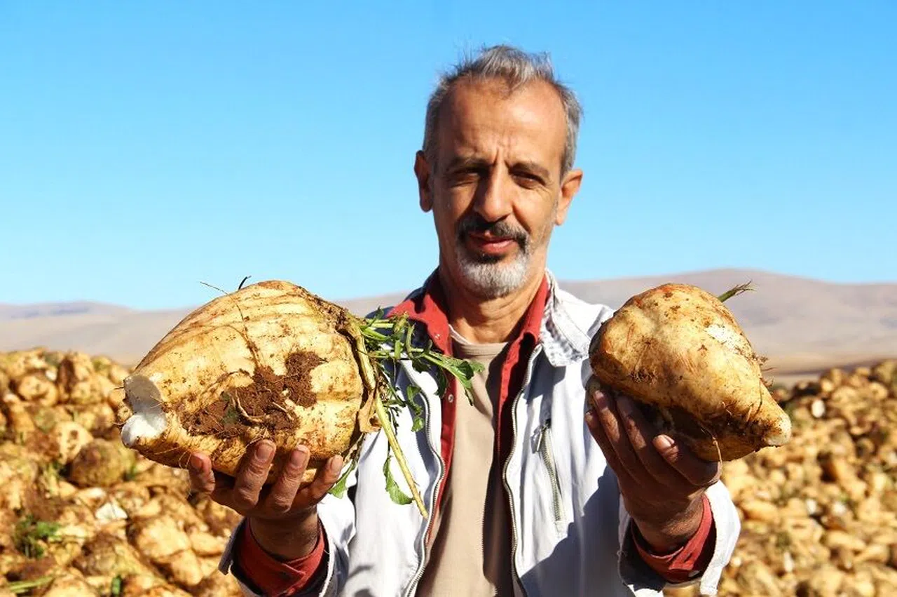 Kahramanmaraş’ta şeker pancarı hasadı