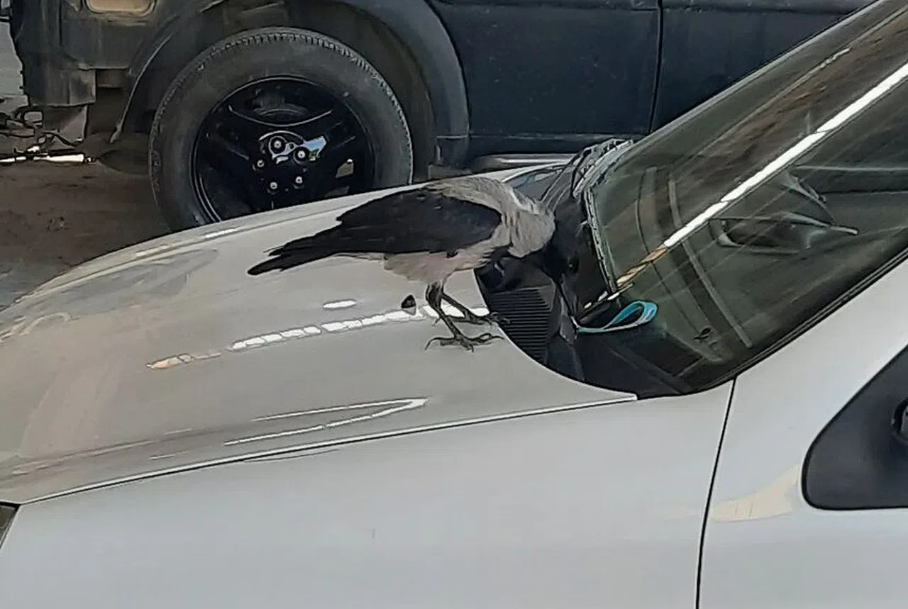 Karga, otomobilin anahtarını çaldı