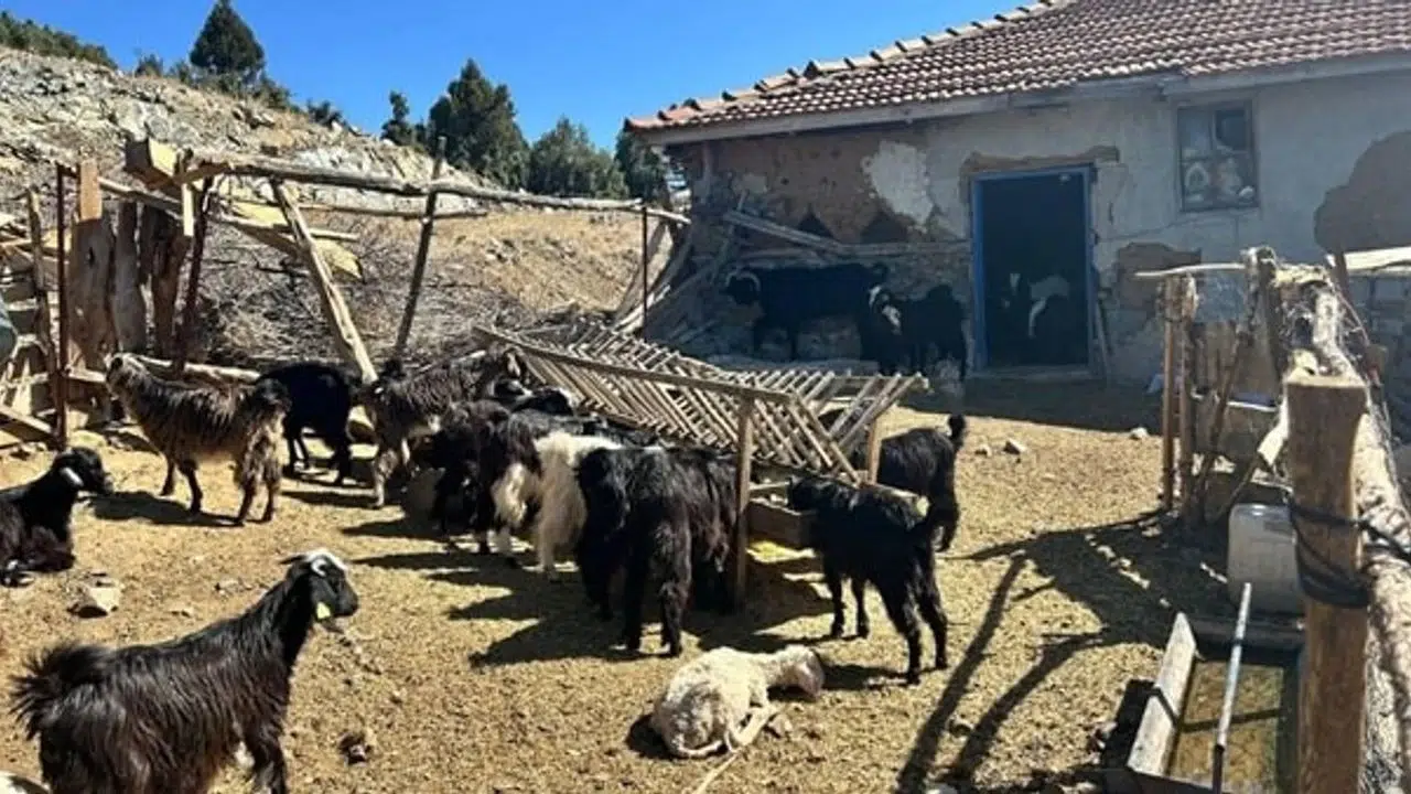 Kaybolan 42 küçükbaş hayvan jandarma ekipleri tarafından bulundu