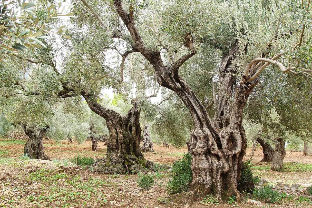 Bugün Tüm Dünyada "Zeytin Ağacı Günü" Kutlanıyor