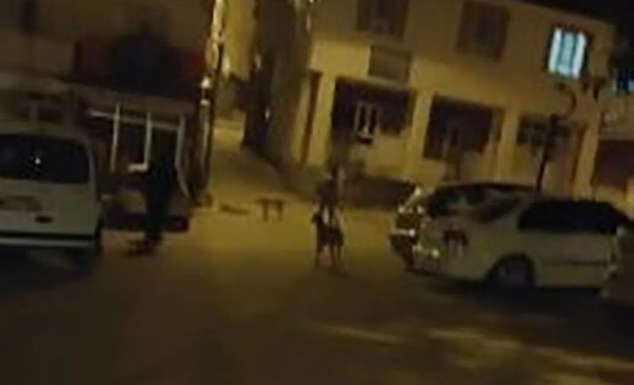 Sokak Köpekleri Vatandaşları Canından Bezdirdi