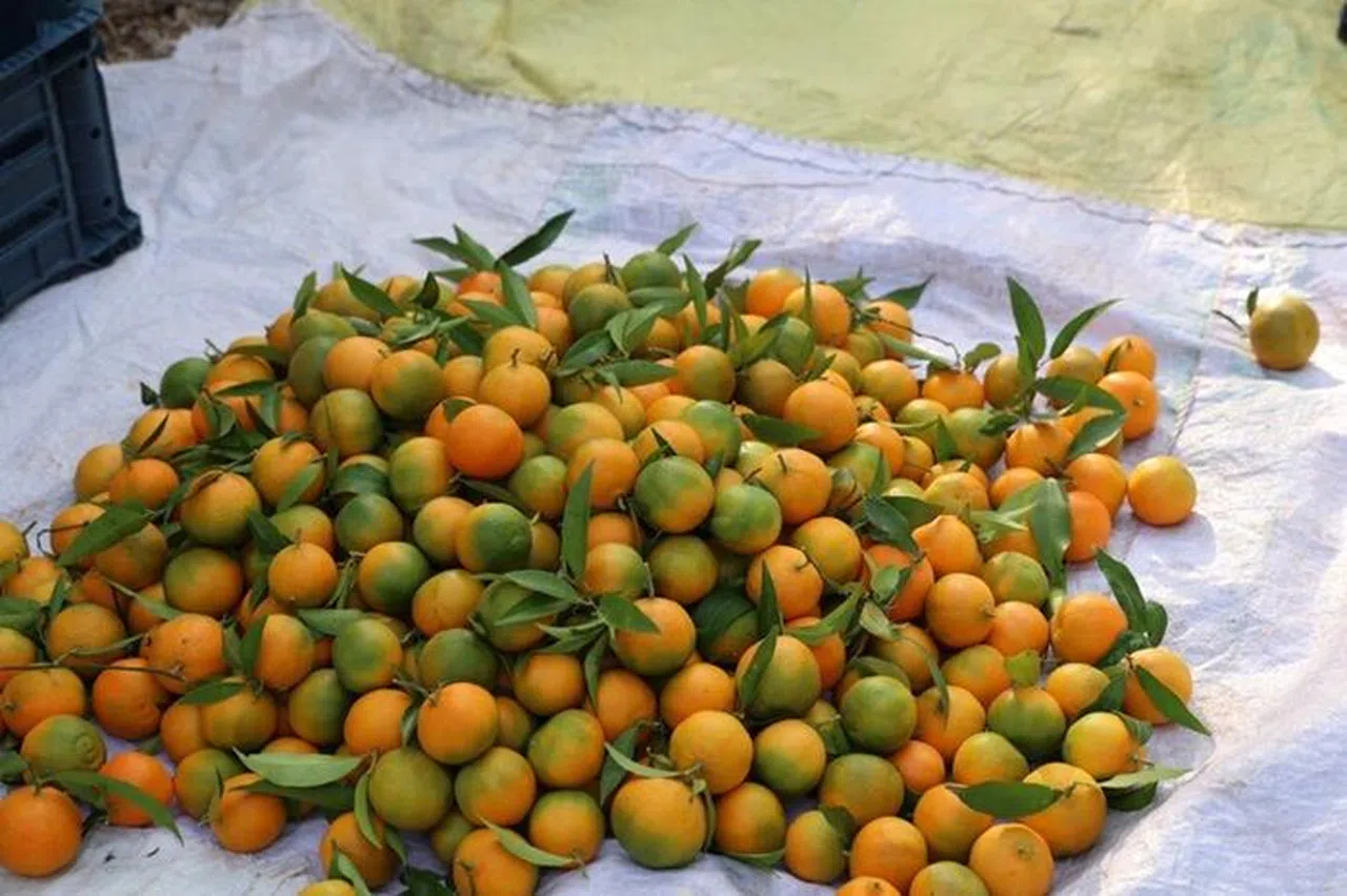 Yetişen şeker mandalinada hasat başladı