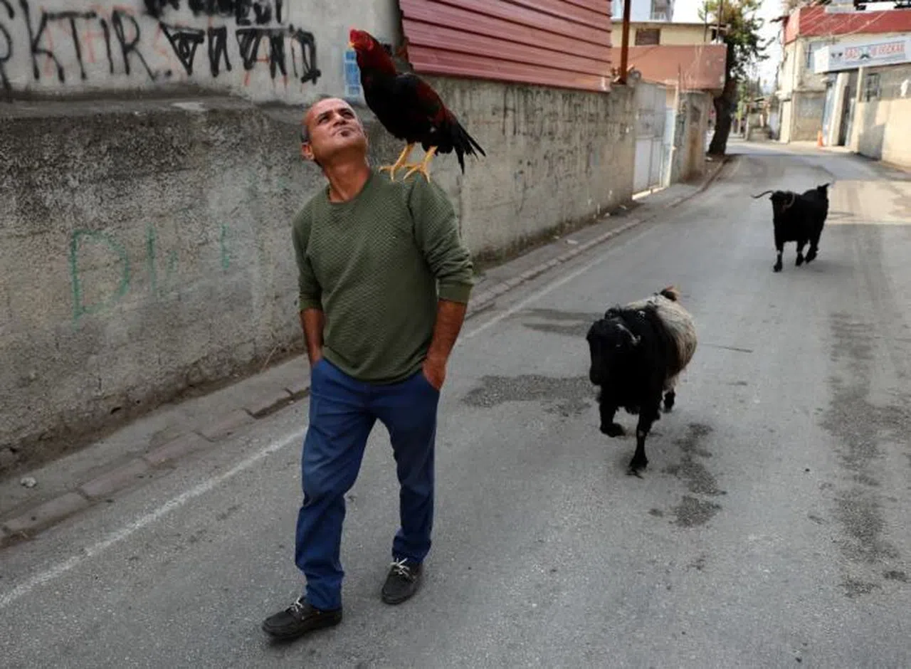 Horoz ve Keçileriyle Arkadaş Oldu