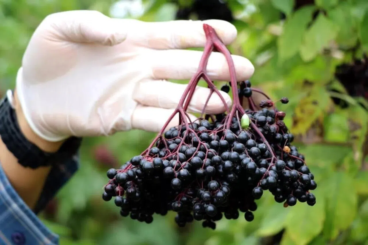 Dünyada En Çok Görülen Kanserlerden Kolon Kanserine Yeni Bir Çare: Kara Mürver Meyvesi