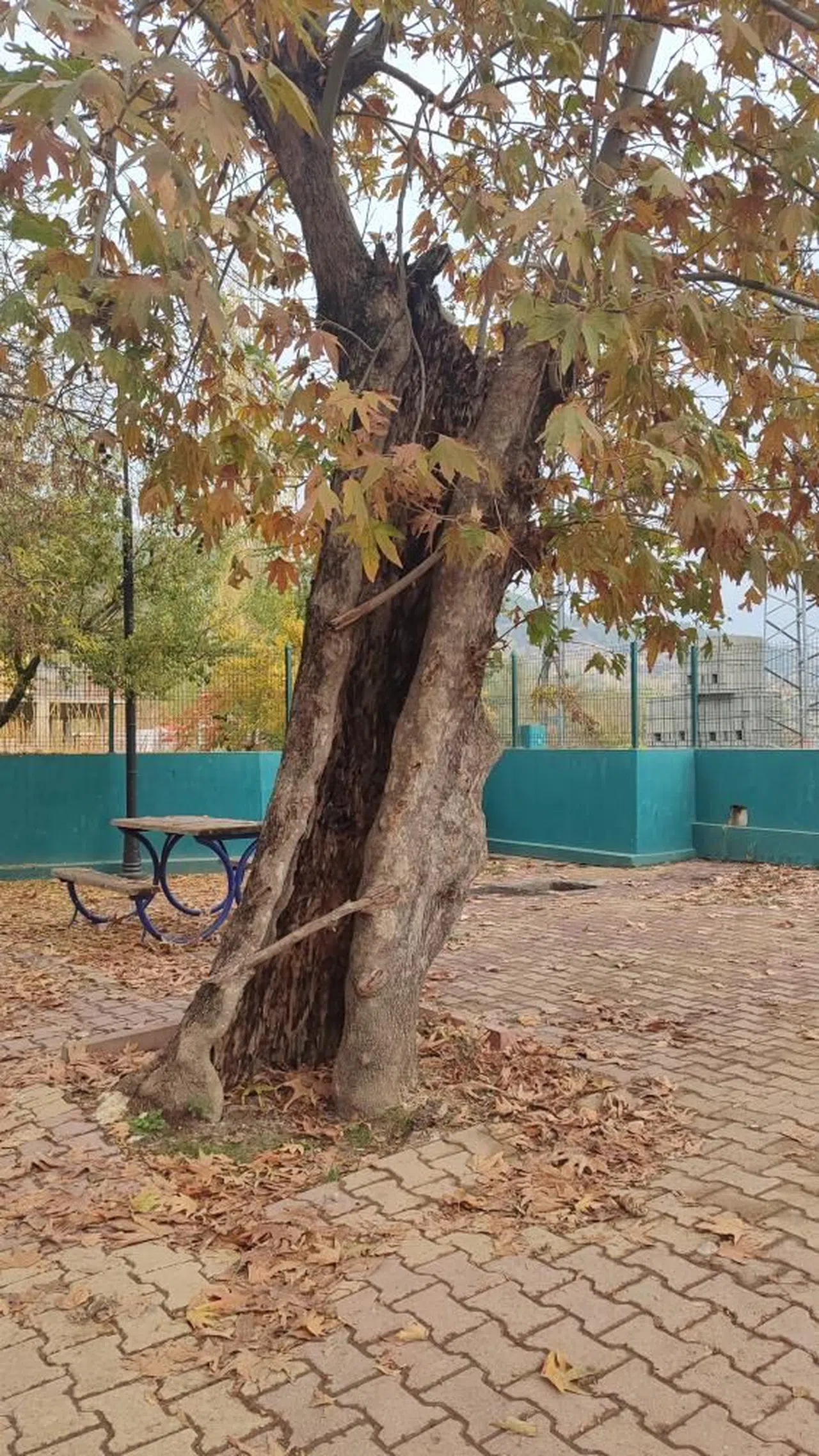Çınar Ağacı Yıllara Meydan Okuyor