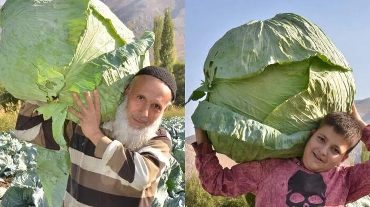 Elbistan’da Dev Lahanaların Hasadı Başladı