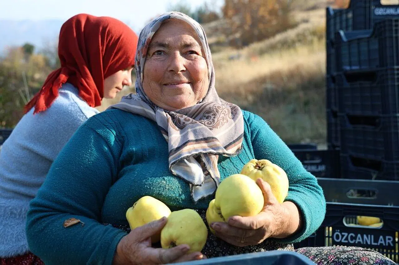 Kahramanmaraş'ta ayva hasadı