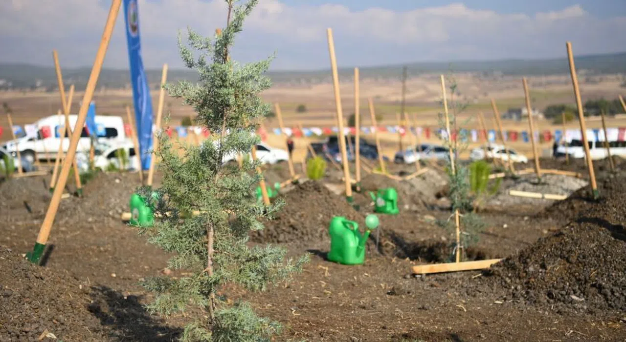Kahramanmaraş’ta 37 Bin Fidan Toprakla Buluşturulacak
