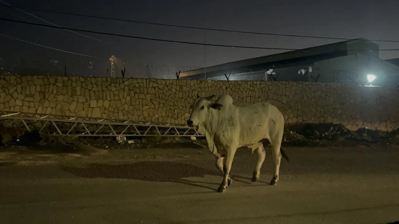 Tırdan Kaçarak Şehir Turuna Çıkan Angus İğneyle Bayıltılarak Yakalandı