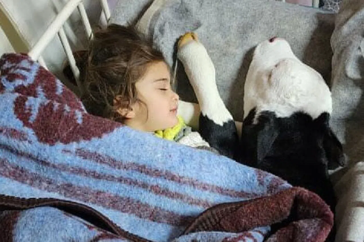 Depremzede Aile Buzağının Hayatını Çadırda Kurtarıyor