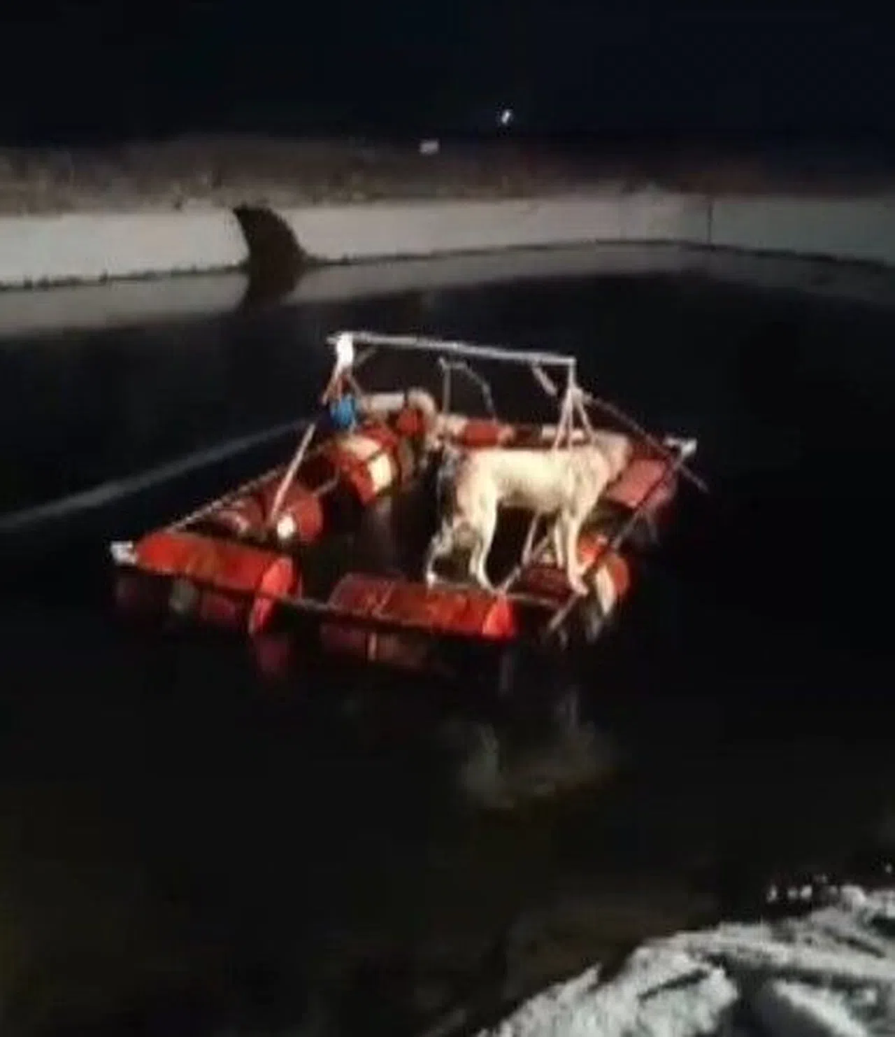 Kahramanmaraş'ta Havuza düşen köpek işçiler tarafından kurtarıldı