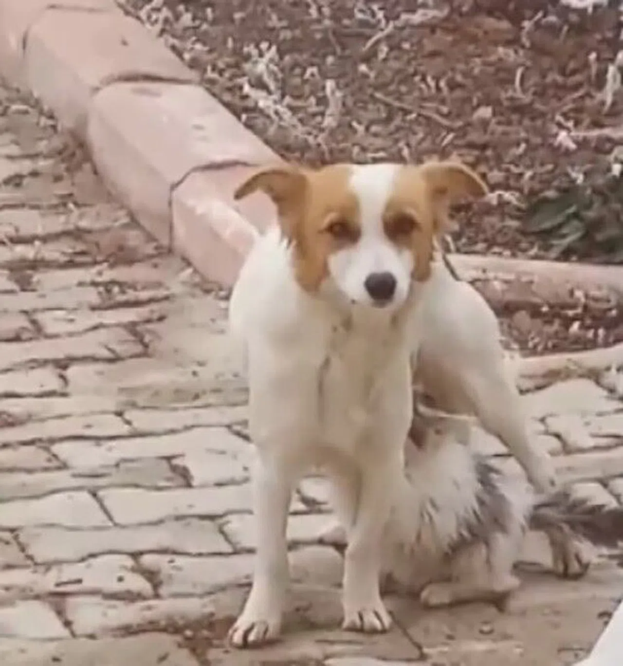 Yavru Kediyi ‘Çiko' İsimli Depremzede Köpek Emziriyor