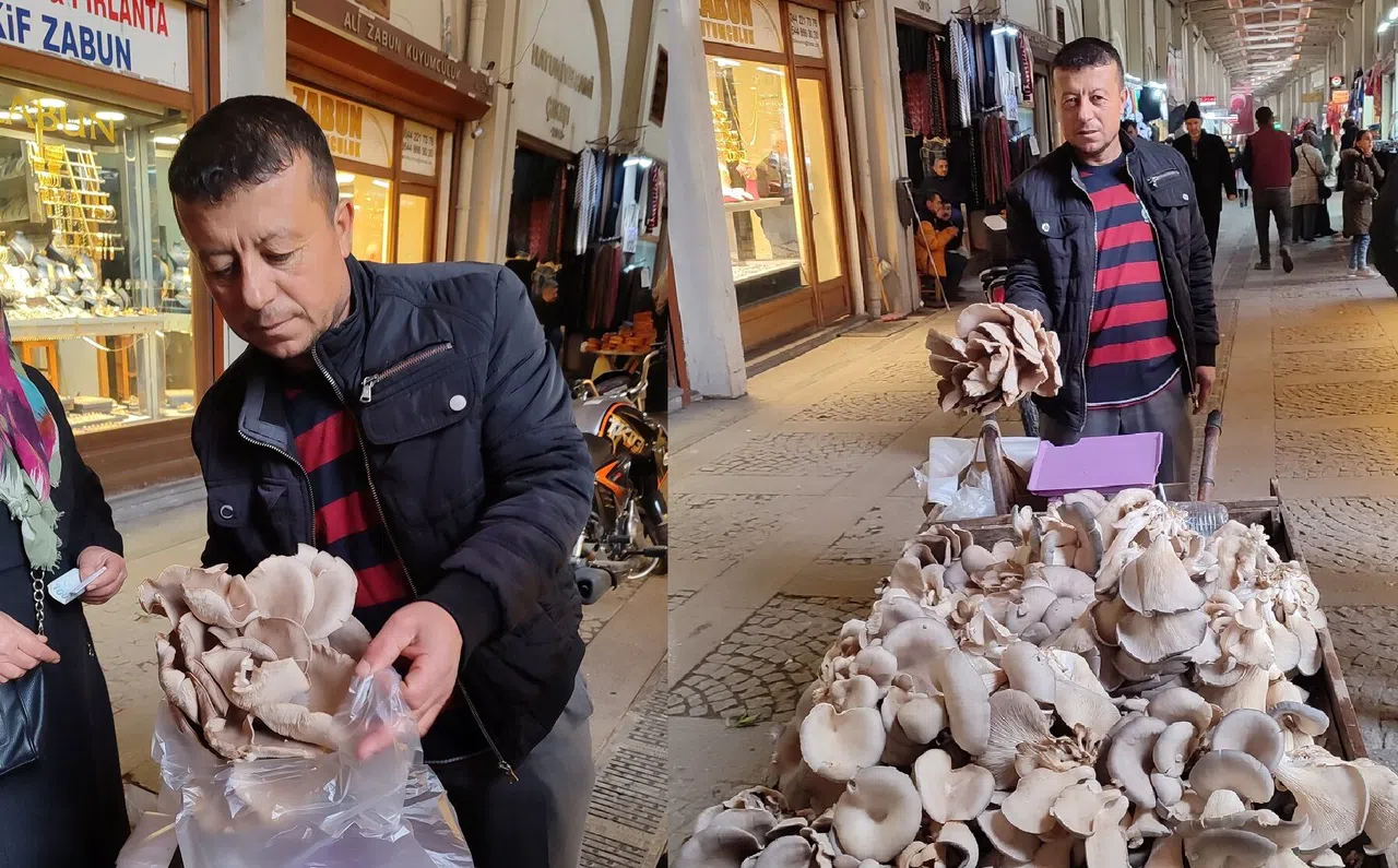 Kahramanmaraş'ta İstiridye mantarı geçim kaynağı oldu