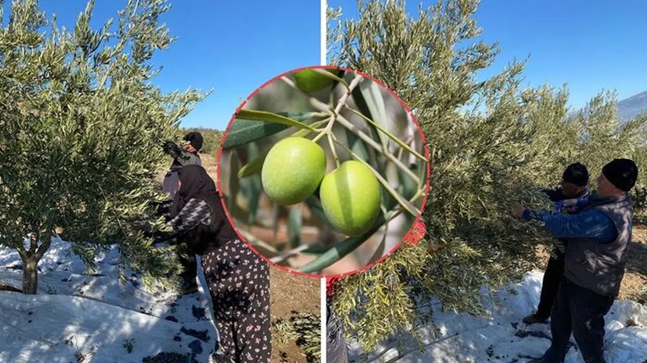 ‘Kış Mevsiminin Gelir Kapısı’ Zeytinde Hasat Devam Ediyor